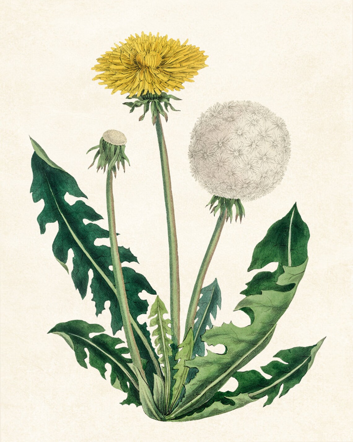 Vintage Dandelion Botanical Illustration Art Print - Image 2