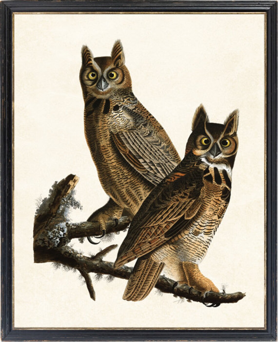 Great Horned Owls Antique Audubon Bird Print - Image 2