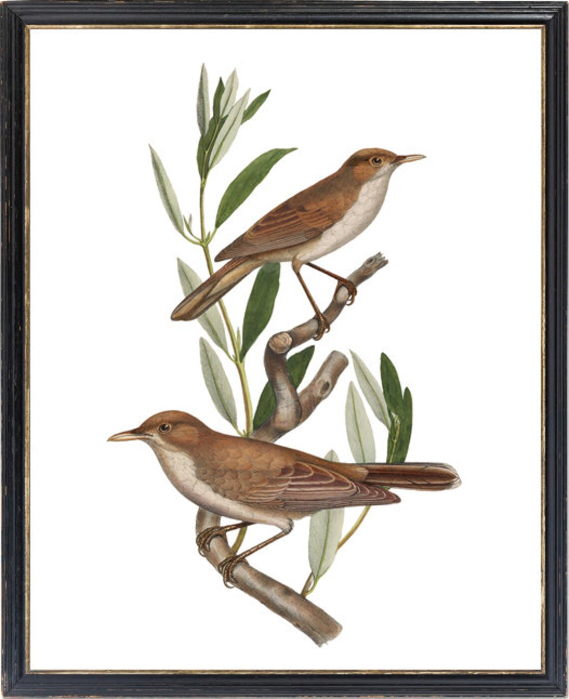 Two Brown Songbirds on Leafy Branch Vintage Illustration Print - Image 3