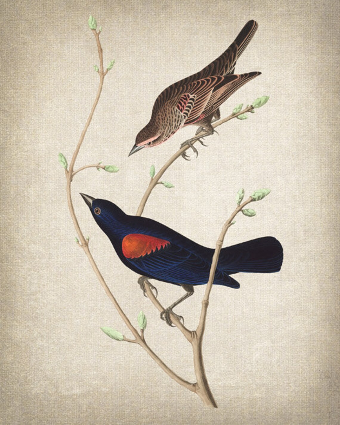 Prairie Starlings Audubon Antique Illustration Art Print - Image 2