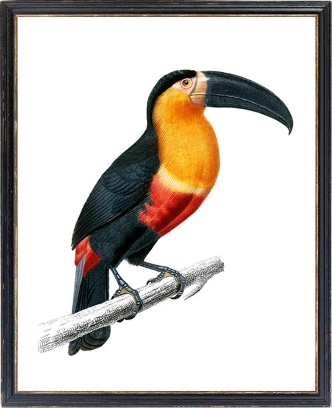 Vintage Toucan Tropical Bird Illustration Antique Naturalist Poster - Image 3