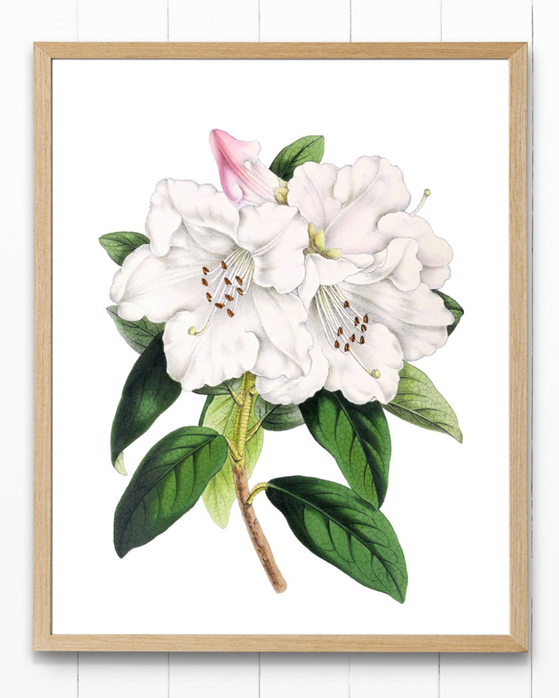 White Rhododendron Princess Alice Grand Antique Botanical Study Poster - Image 4