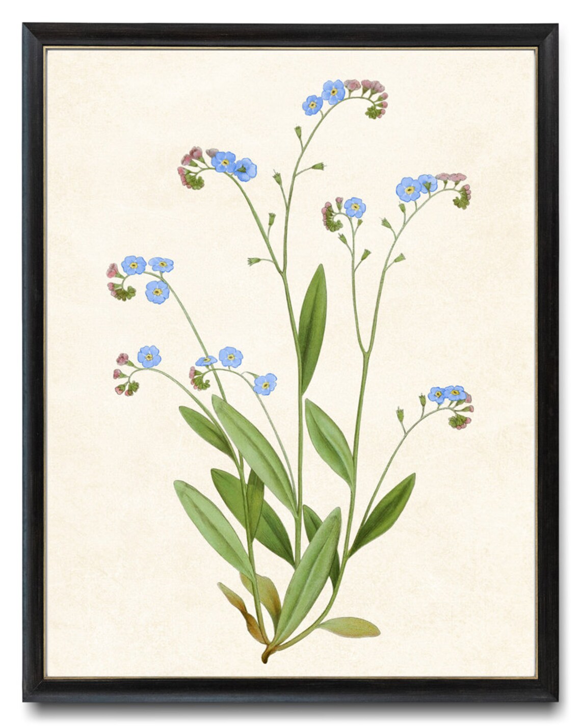 Vintage Forget Me Not Blue Wildflower Garden Botanical Poster
