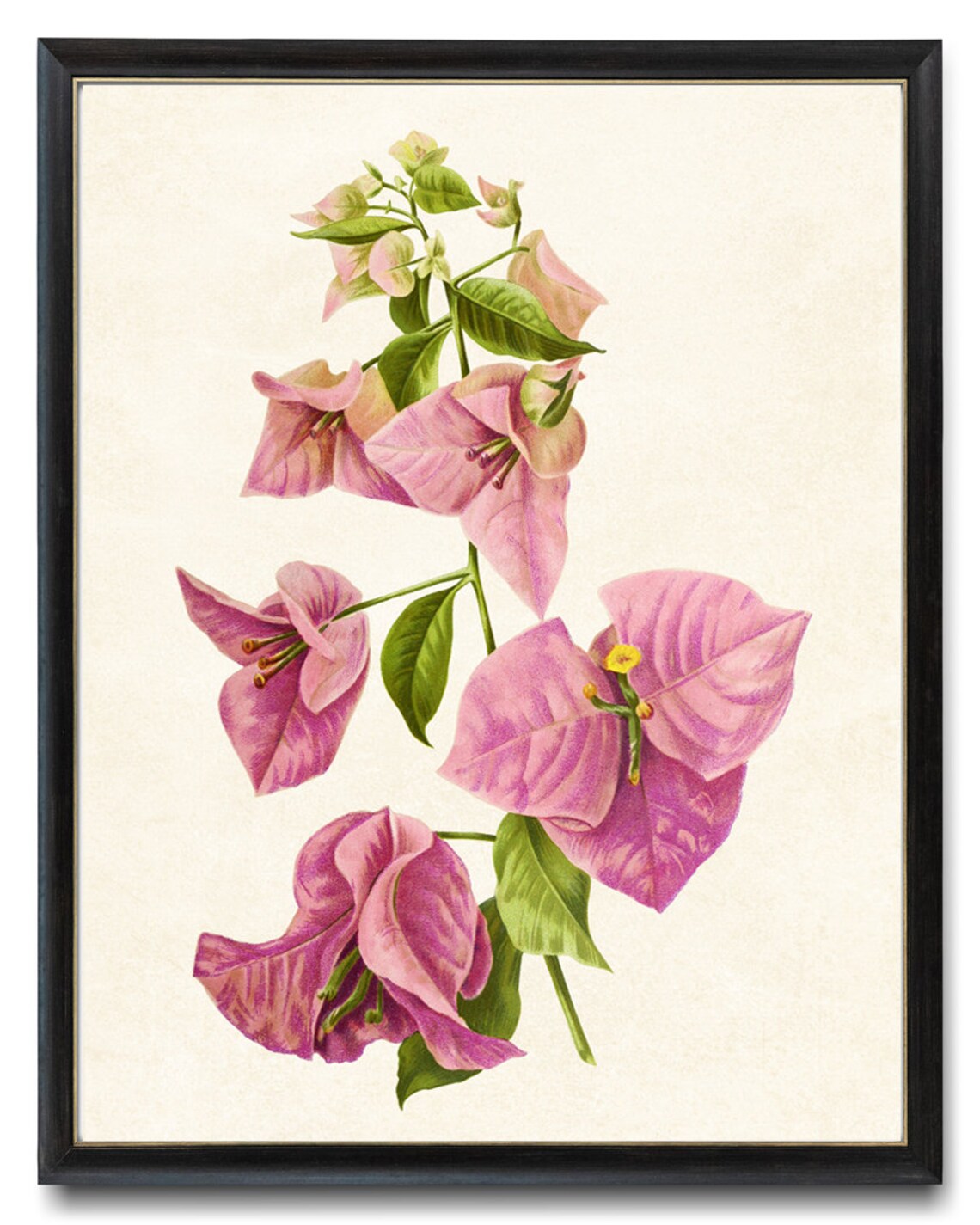 Pink Bougainvillea Vintage Flower Illustration Art Print
