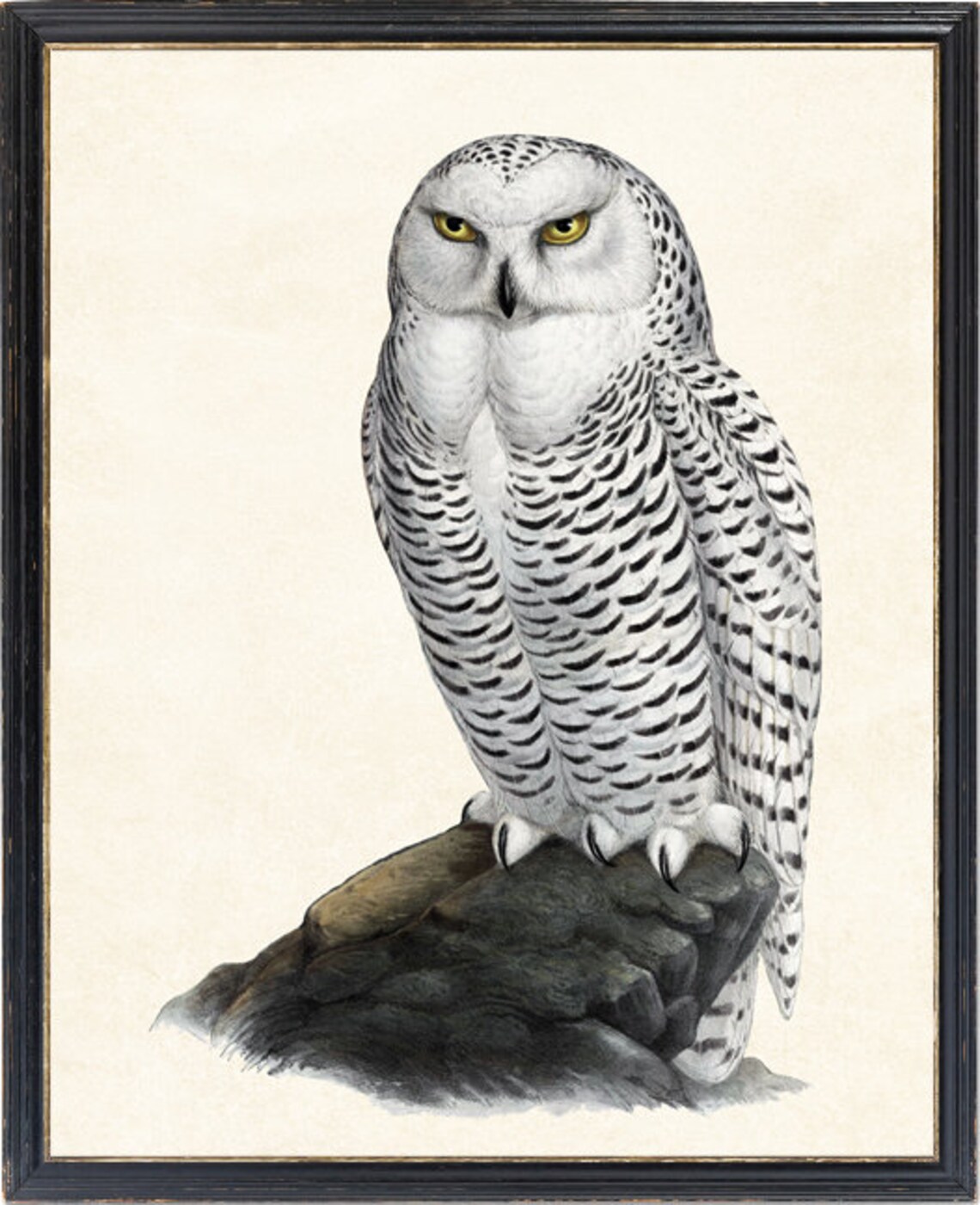 Snowy Owl Vintage Natural History Bird Illustration Art Print - Image 4