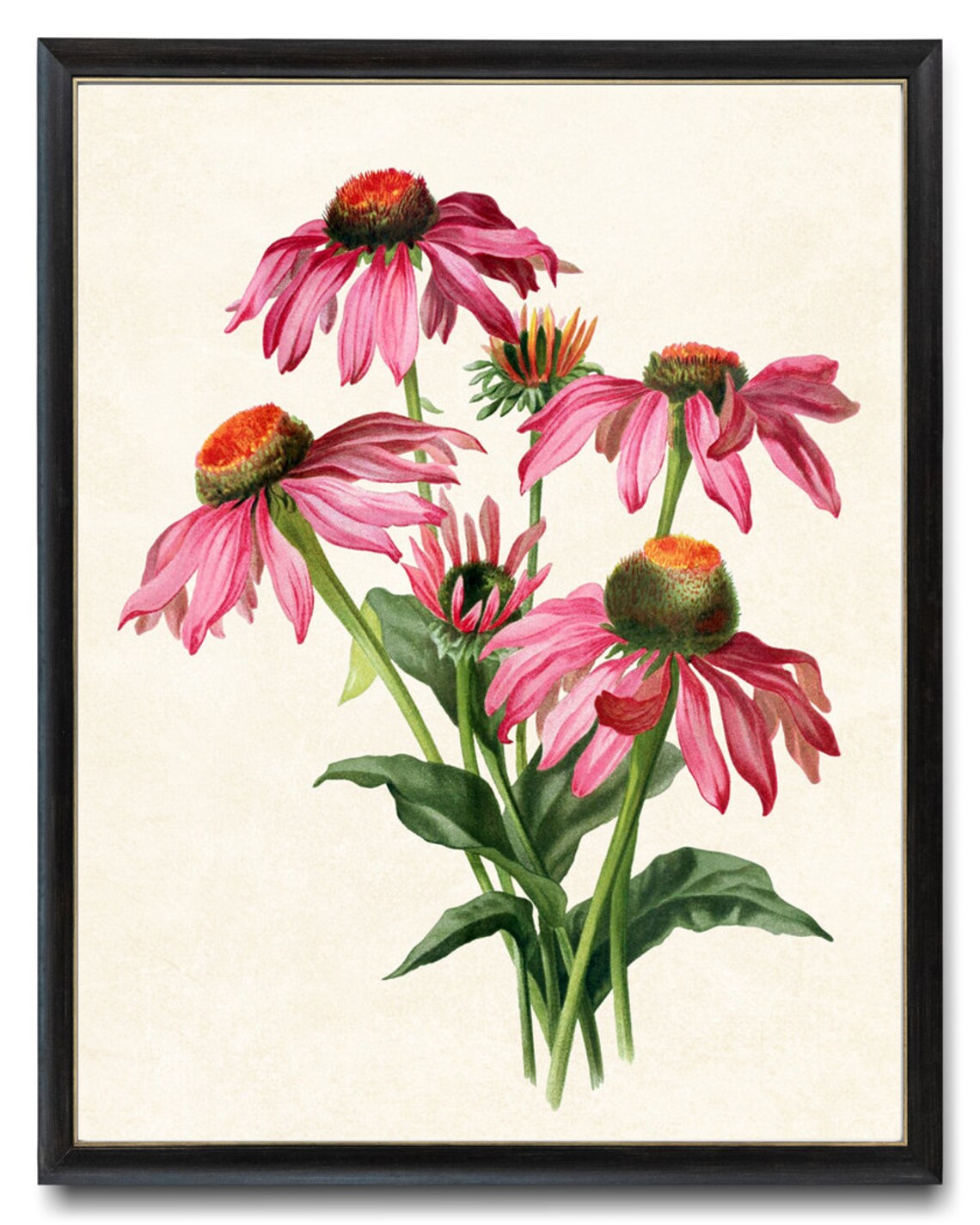 Pink Coneflower Vintage Flower Illustration Art Print
