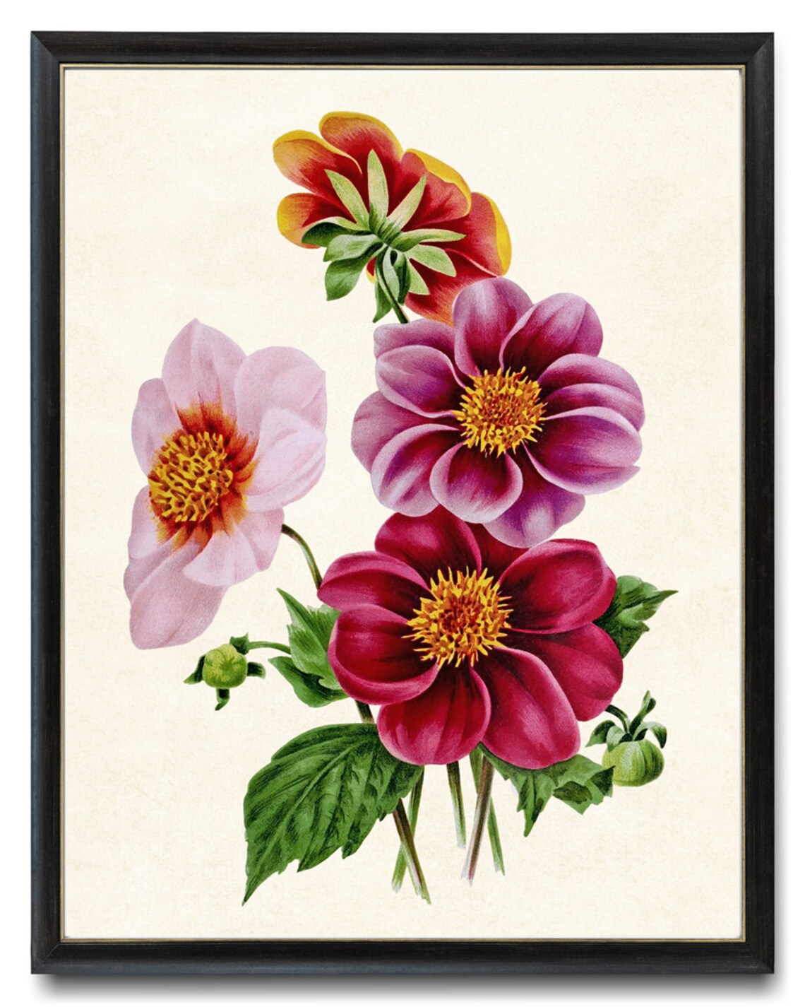 Pink and Red Dahlia Blooms Classic Vintage Botanical Flower Poster
