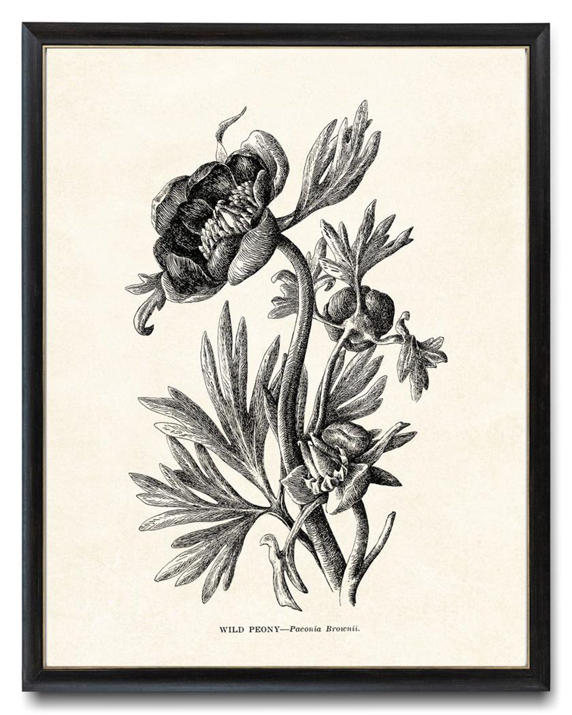 Wild Peony Botanical Vintage Line Art Drawing Elegant Wall Art