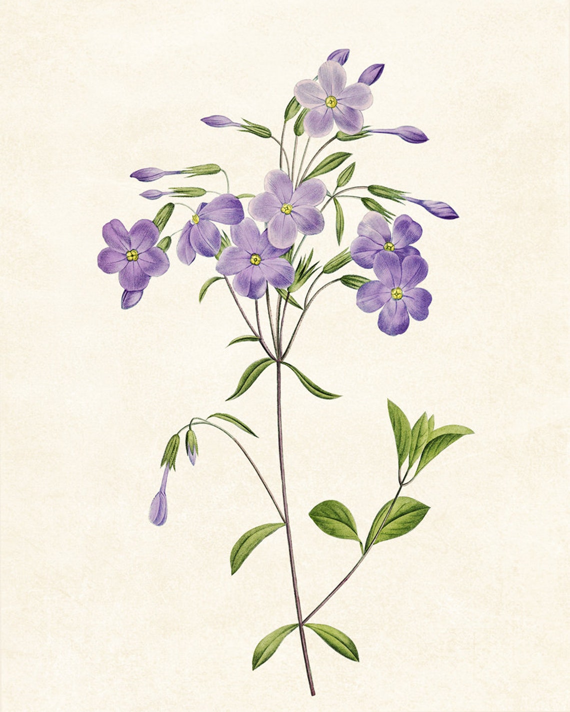 Lavender Purple Phlox Blossoms Vintage Botanical Flower Poster - Image 3