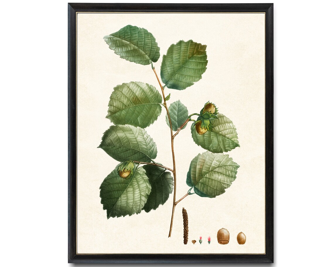 Hazelnut Tree Branch Vintage Botanical Art Print