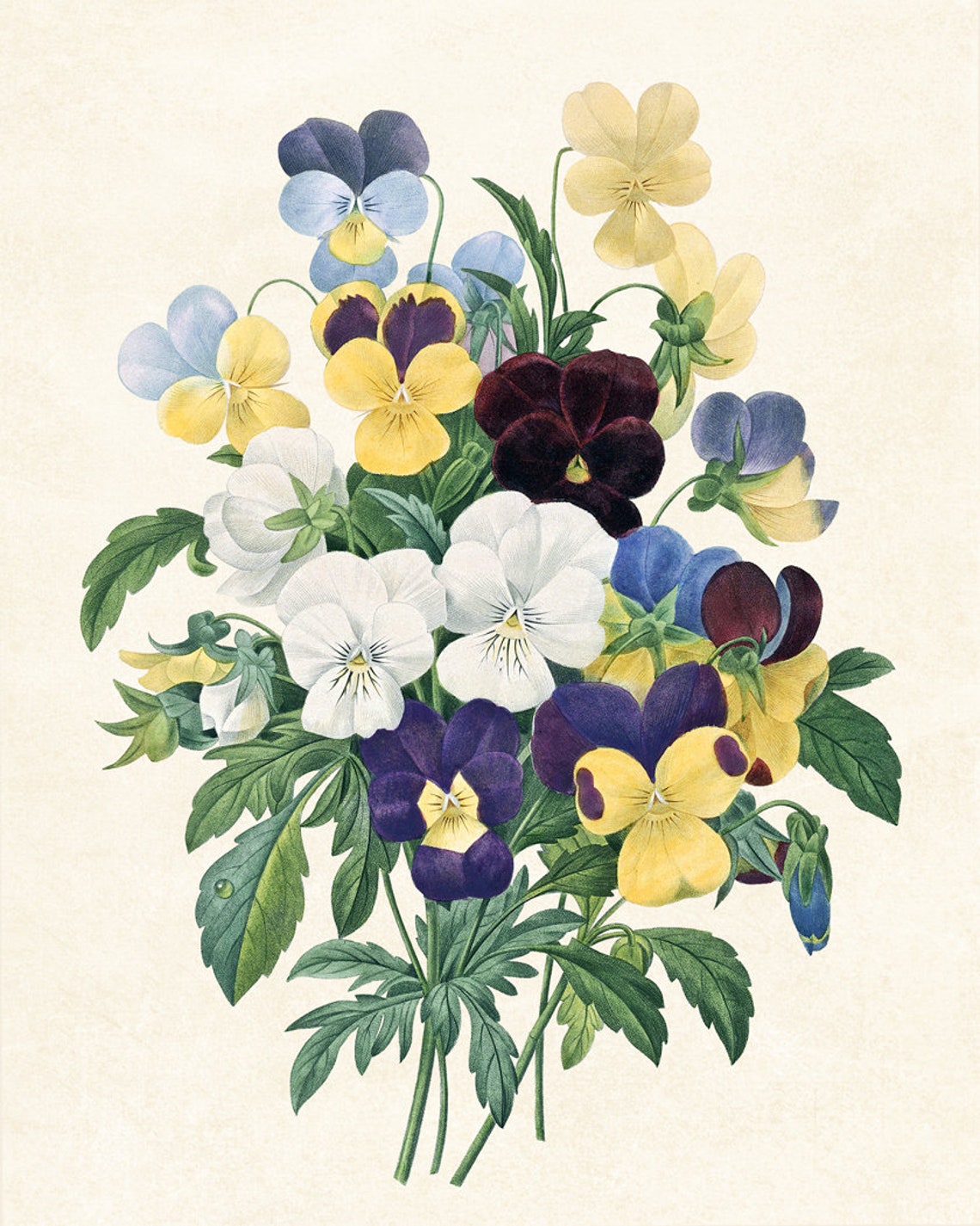 Pansy Bouquet Antique Botanical Illustration Vintage Flower Poster - Image 3