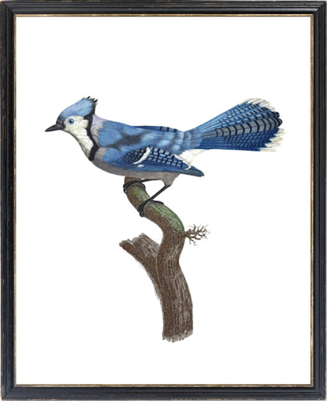 Blue Jay Bird Vintage Illustration Art Print - Image 3