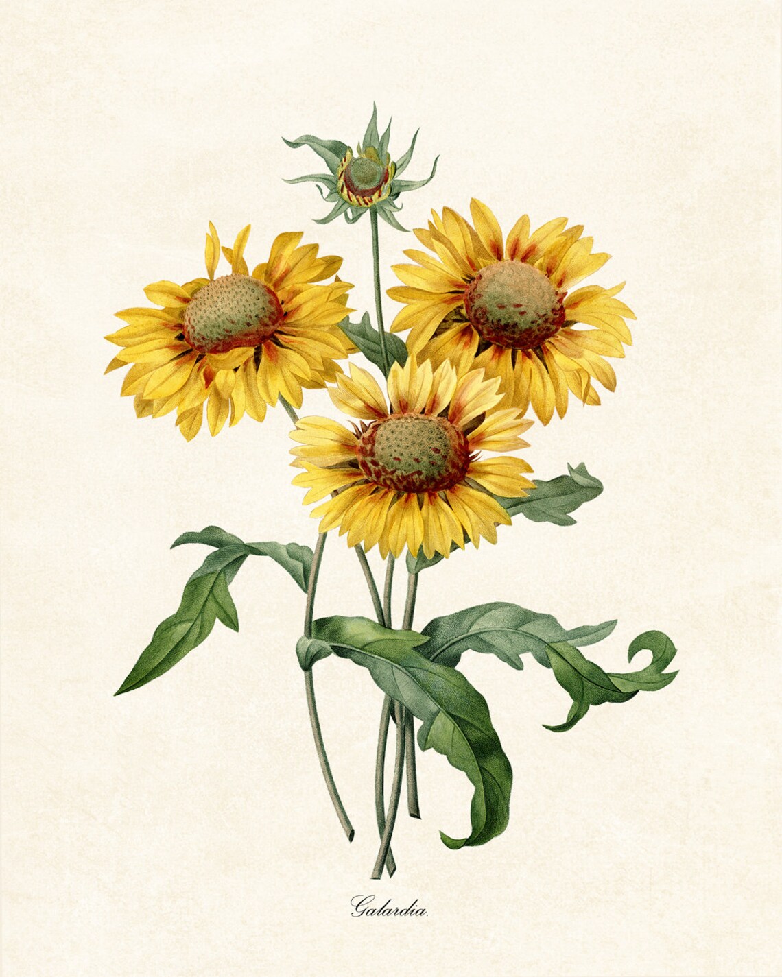 Yellow Gaillardia Blanket Flower Vintage Botanical Illustration Poster - Image 2