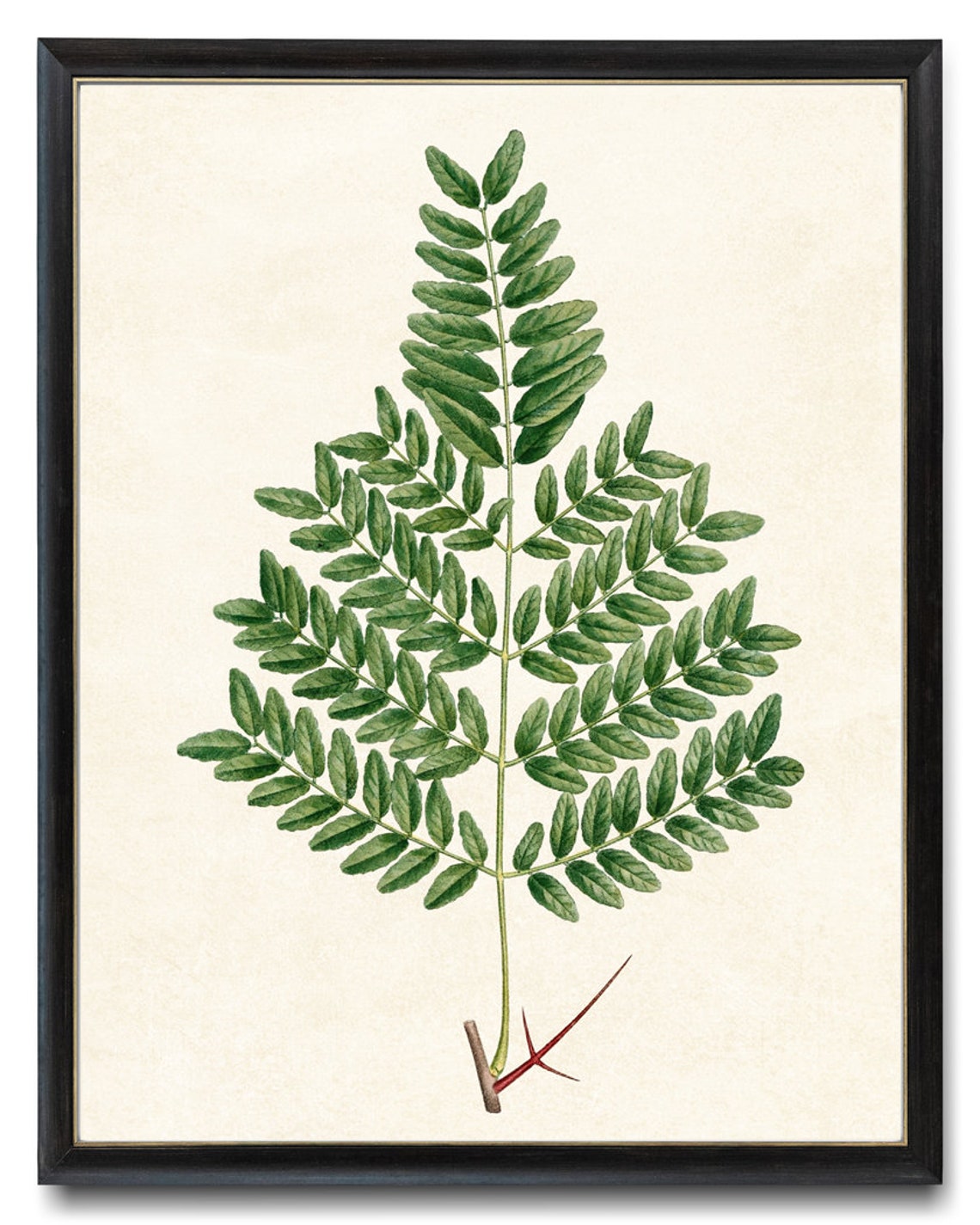 Water Locust Thorny Branch Vintage Botanical Illustration Print - Image 4