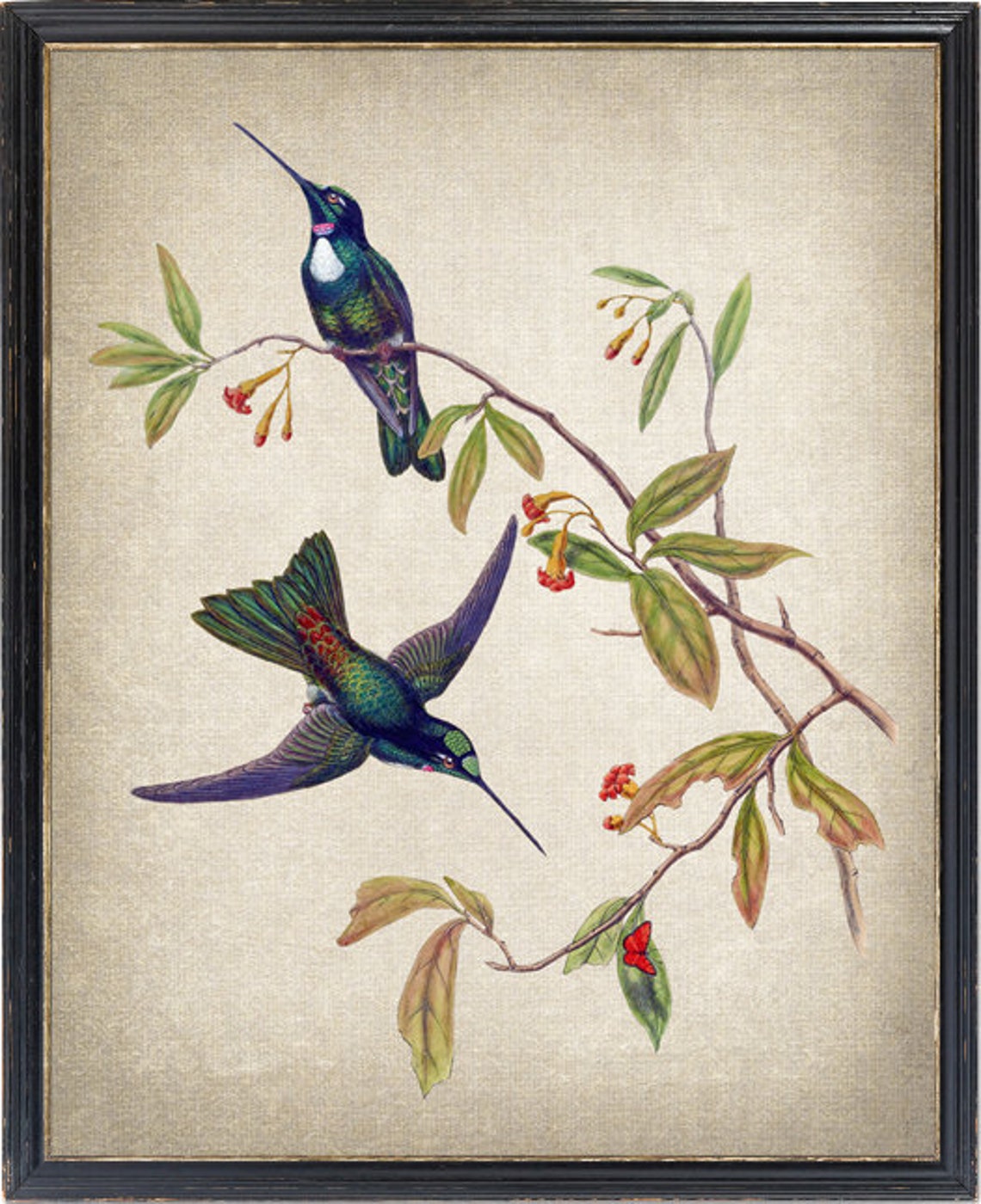 Antique Hummingbird Pair Botanical Illustration Bird Poster Decor