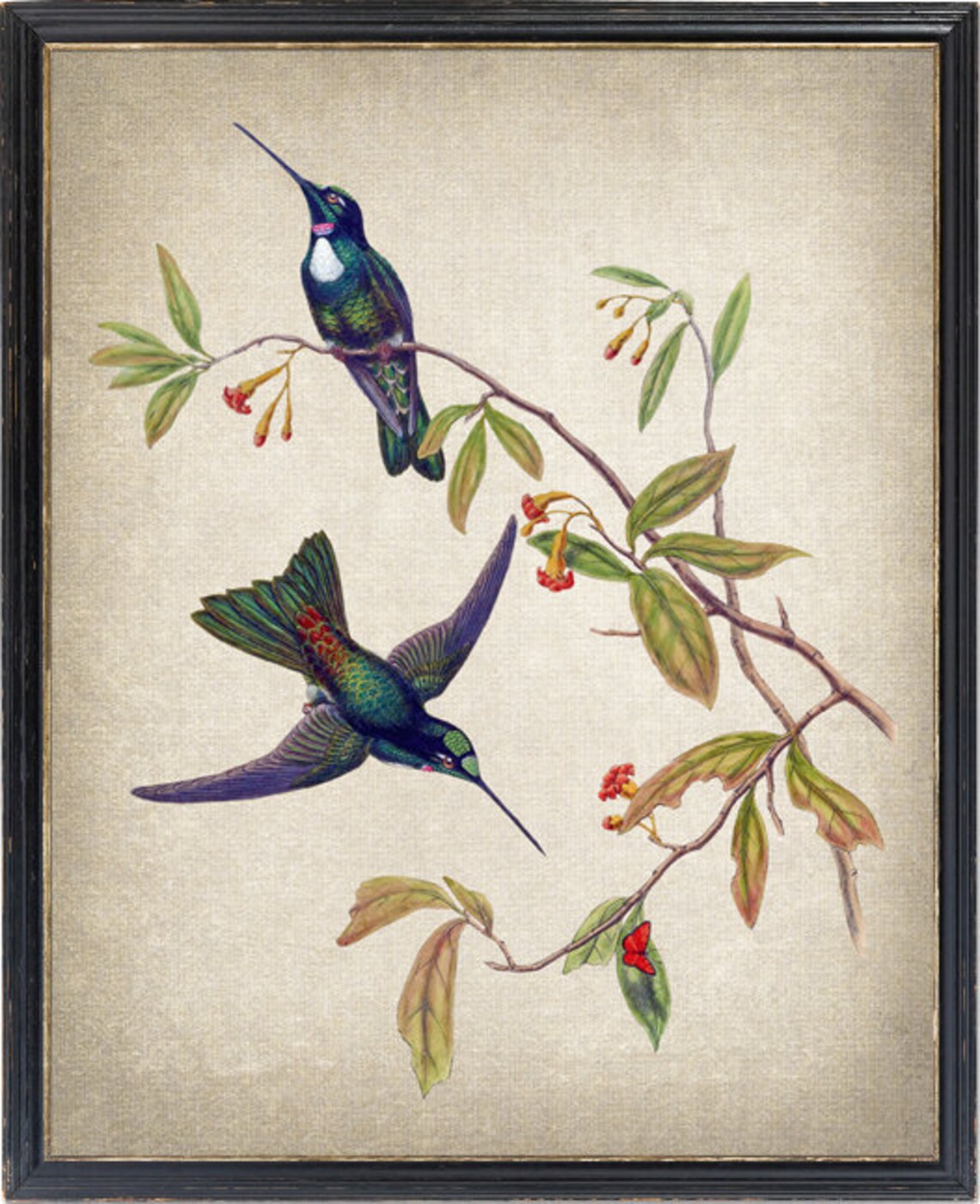Hummingbird Art Travies Inca Vintage Illustration, Art Print