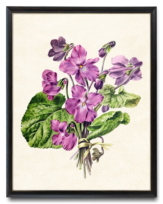 French Violets Vintage Flower Illustration Art Print