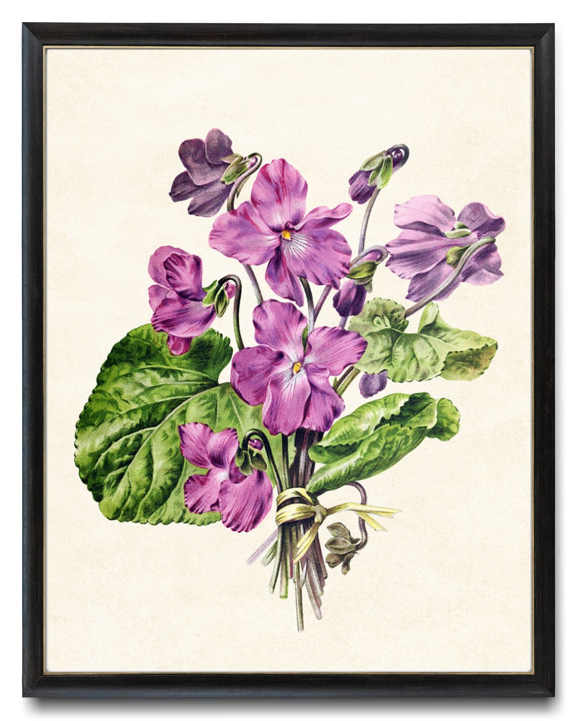 French Violets Vintage Flower Illustration Art Print