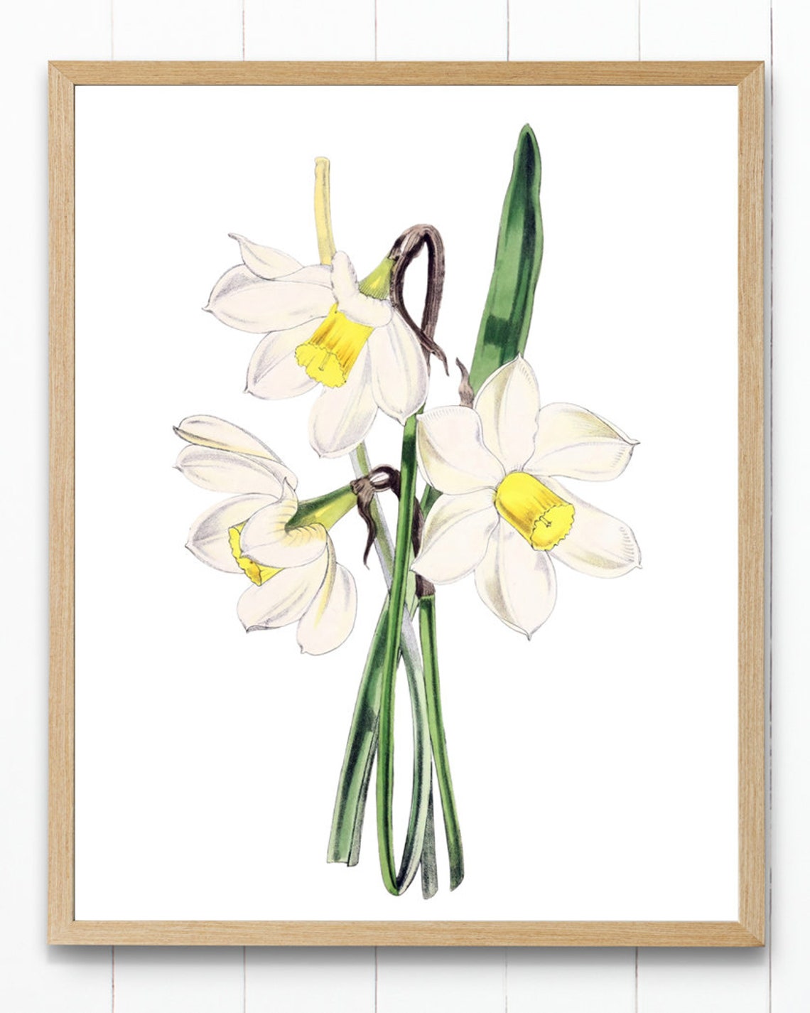 White Narcissus Daffodil Blossoms Grand Antique Botanical Study Poster
