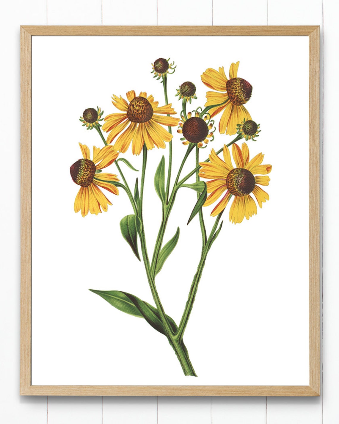 Yellow Helenium Vintage Botanical Illustration Flower Art Poster - Image 4