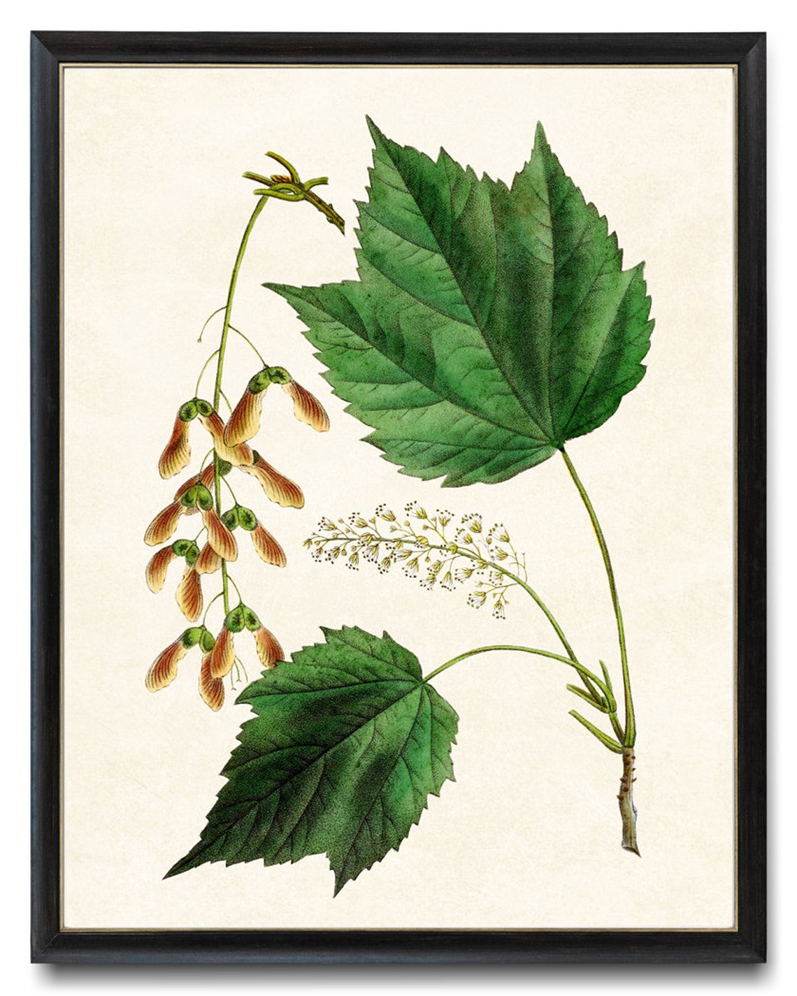 Mountain Maple Leaves Samaras Antique Botanical Illustration Print - Image 4