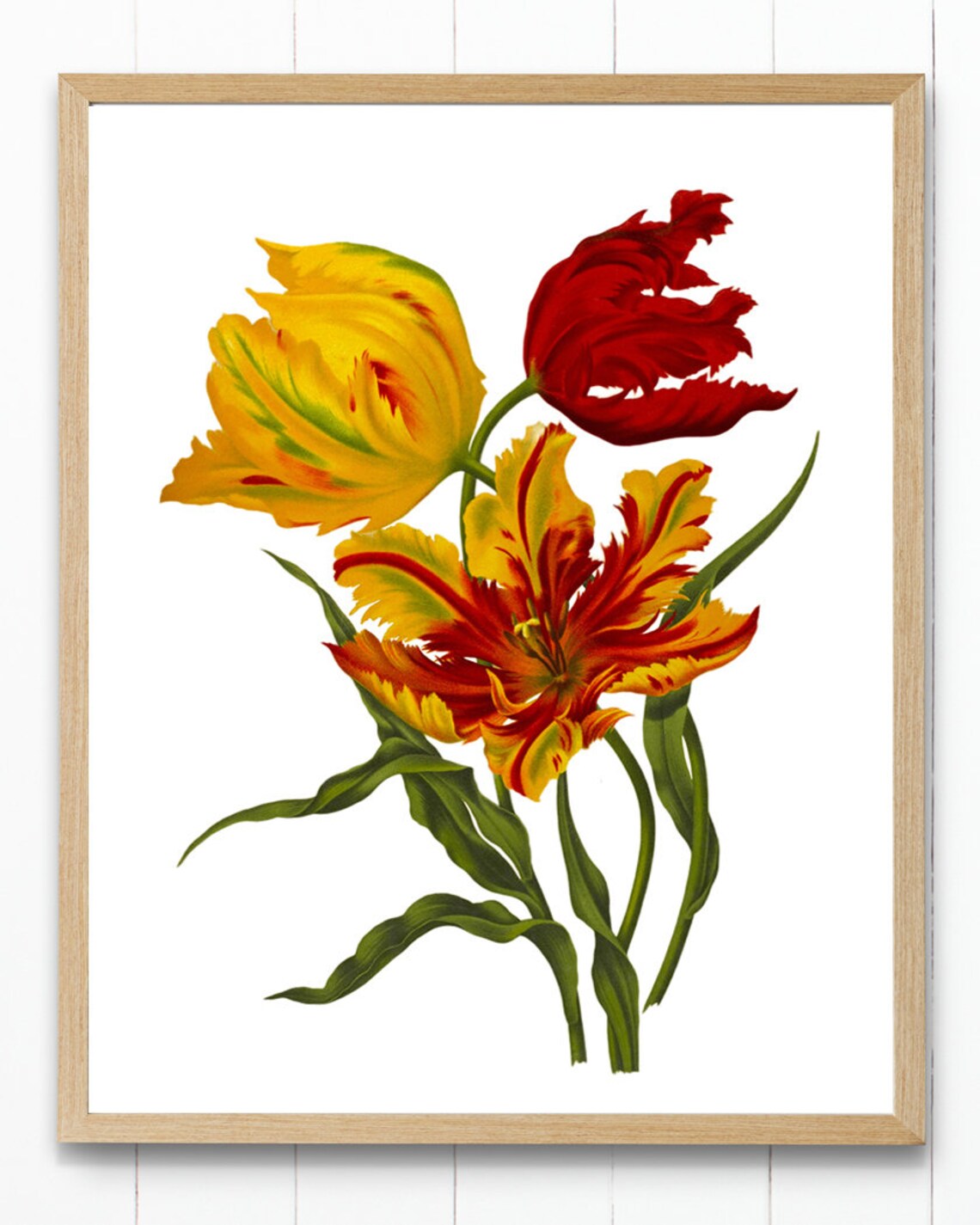 Parrot Tulips Vintage Flower Illustration Art Print - Image 4