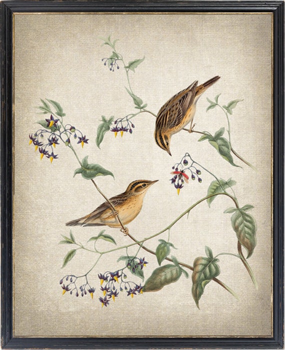 Warbler Birds Vintage Illustration Art Print