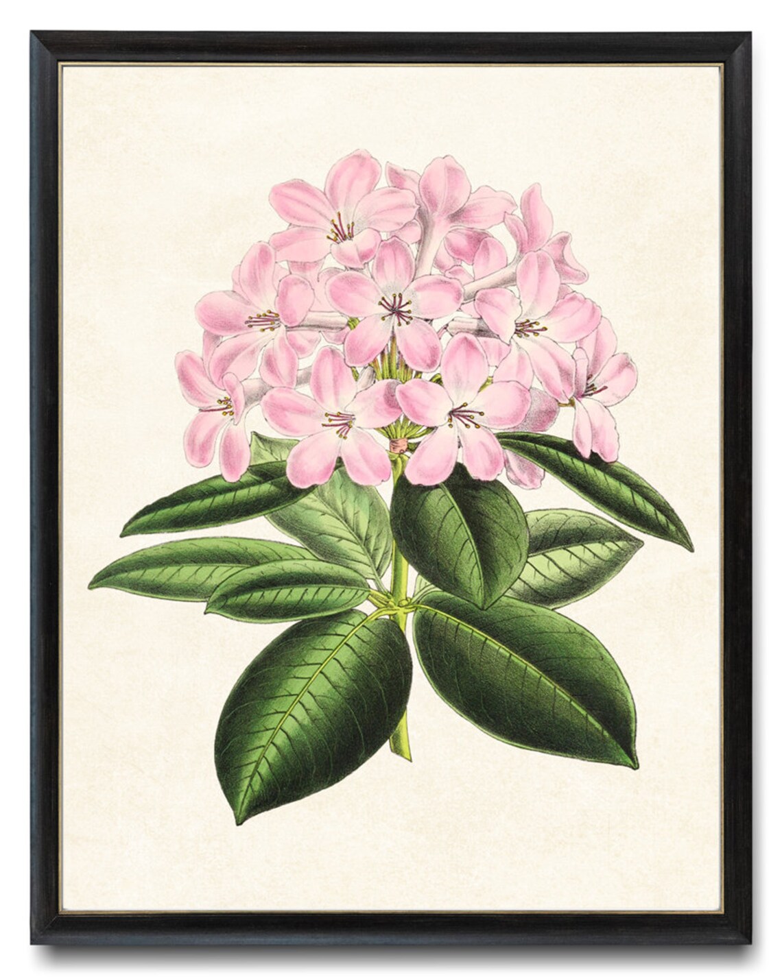 Pink Rhododendron Flower Cluster Vintage Botanical Illustration Poster