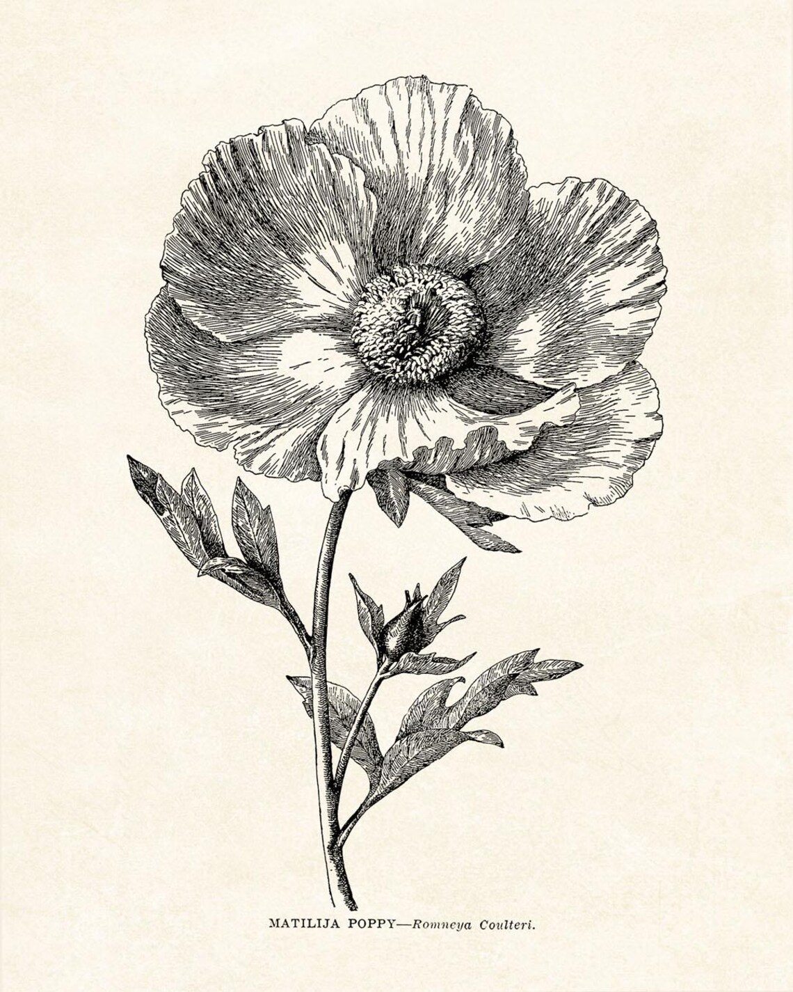 Matilija Poppy Romneya Coulteri Vintage Botanical Line Art Poster - Image 2