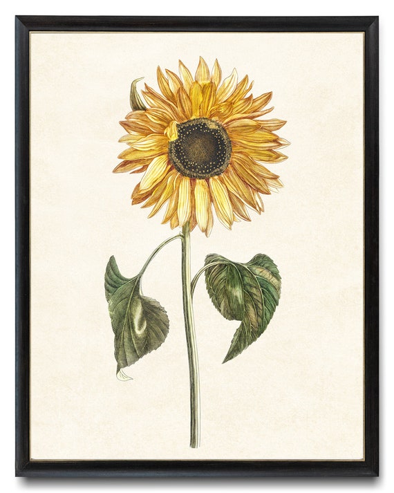 Vintage Sunflower Art Print, Autumn Botanical Illustration