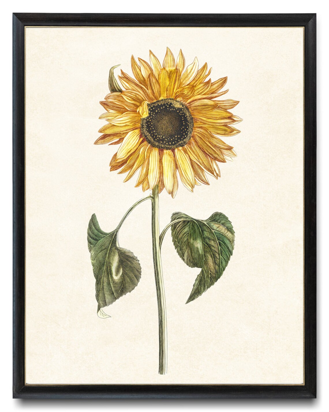Vintage Sunflower Art Print, Autumn Botanical Illustration