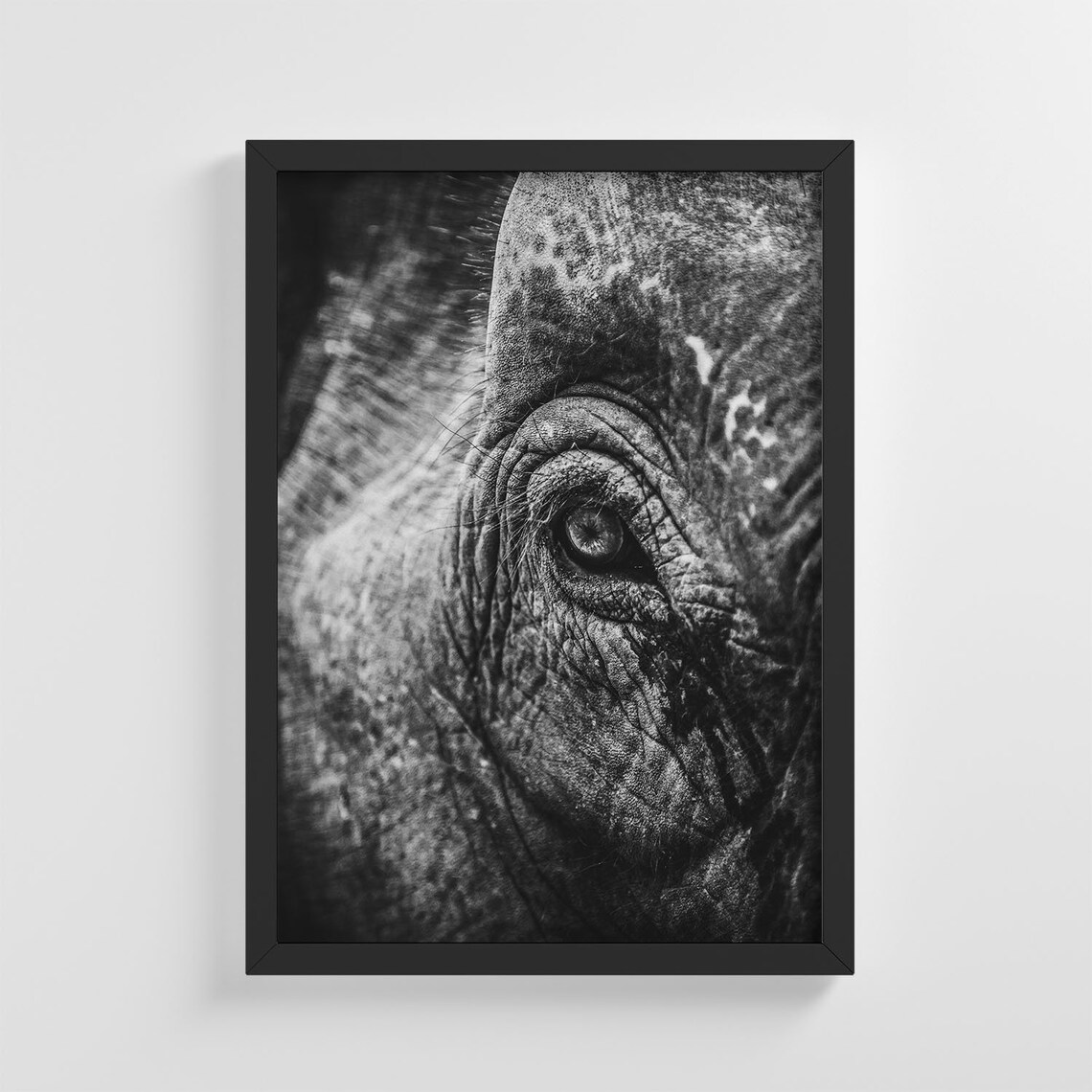 Elephant Eye Close Up Black and White Wildlife Safari Photo Poster
