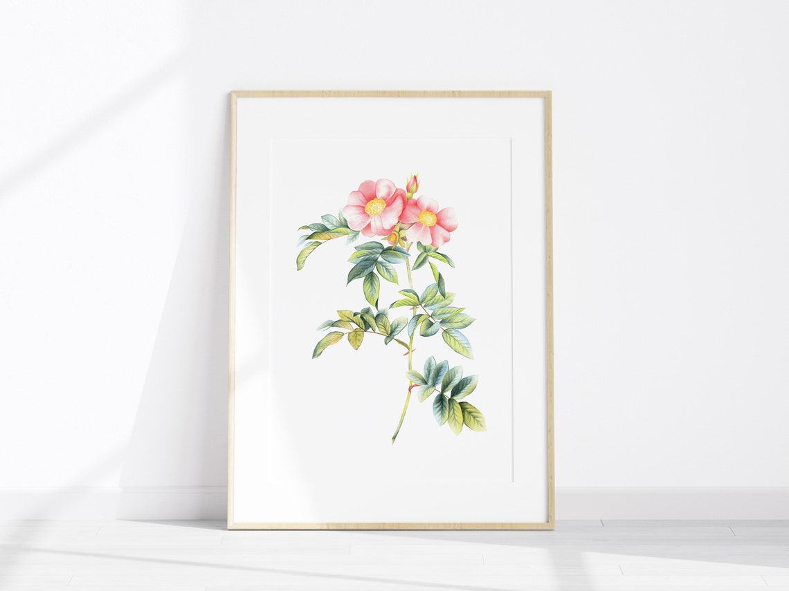 Wild Rose Botanical Watercolor Floral Illustration Art Print - Image 2