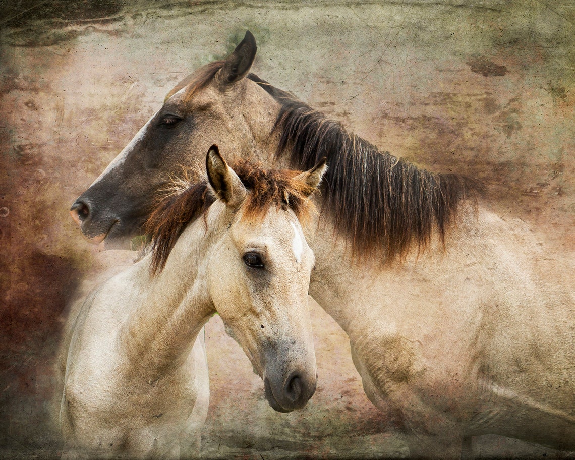 Mare and Foal Portrait Rustic Textured Background Horse Wall Poster