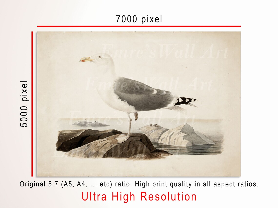 Seagull On Coastal Rocks Vintage Bird Illustration Antique Poster - Image 3