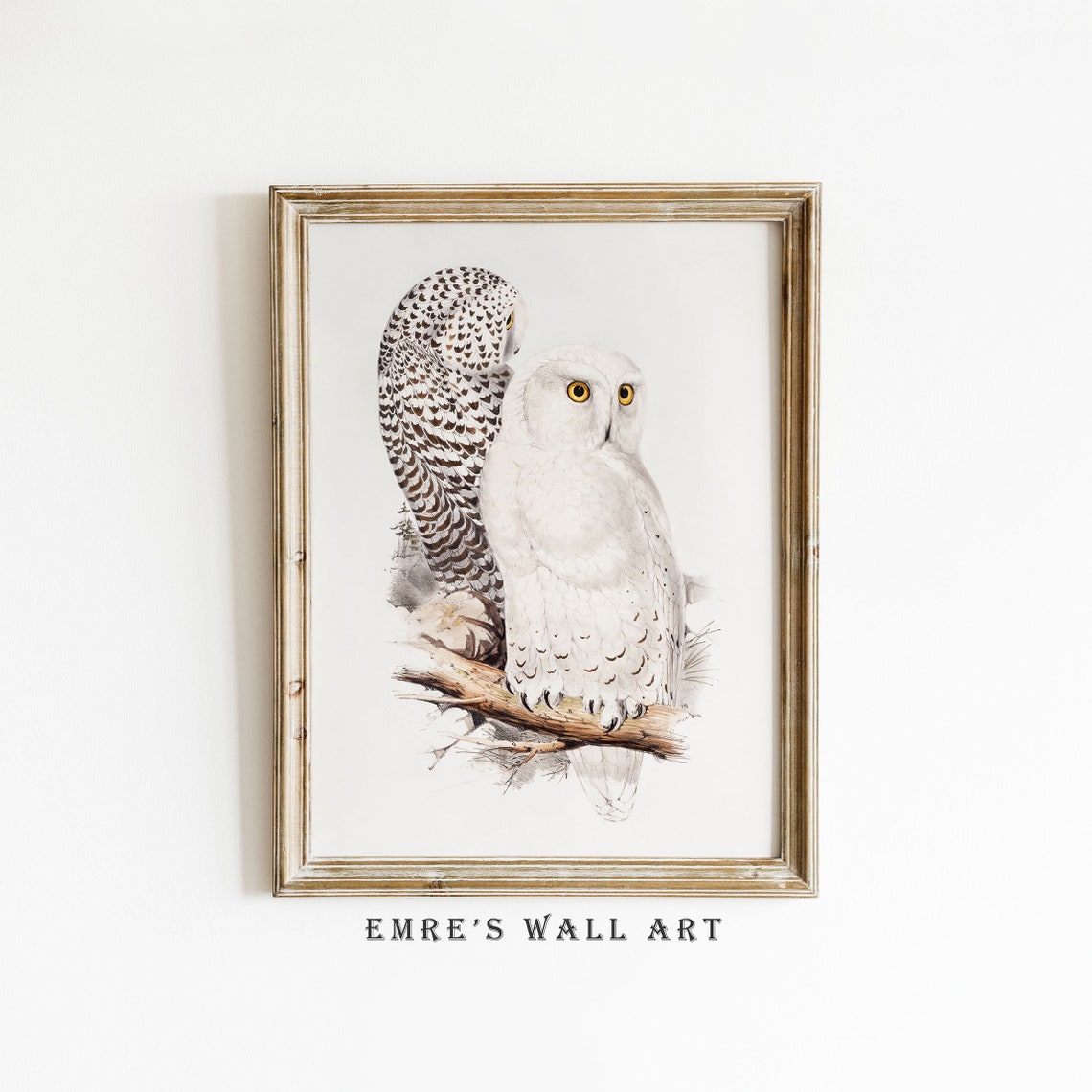 Two Snowy White Owls on Branch Vintage Bird Illustration Art Poster