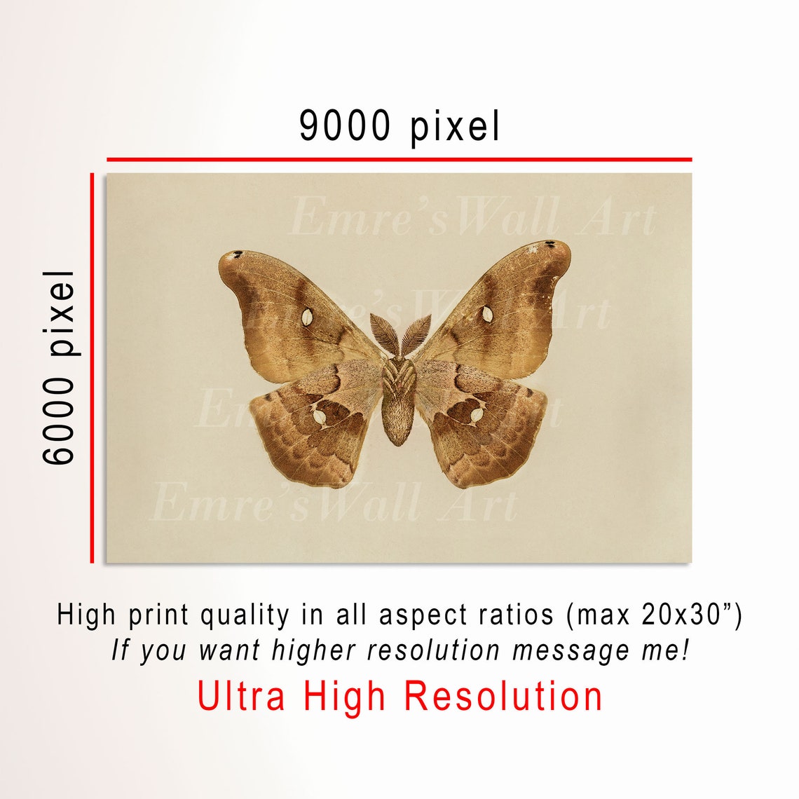 Giant Silk Moth Insect Specimen Vintage Entomology Study Poster - Image 3