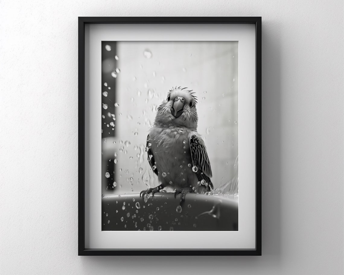 Budgie Parakeet Enjoying a Bath in Splashing Water Black White Poster - Image 3