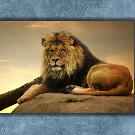 Majestic Male Lion On Rock At Golden Sunset Wildlife Photo Poster