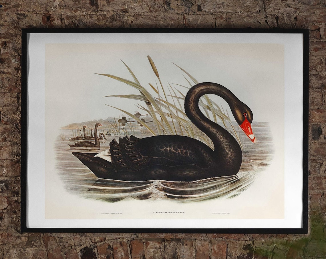 Black Swan Vintage Art Print, Birds of America