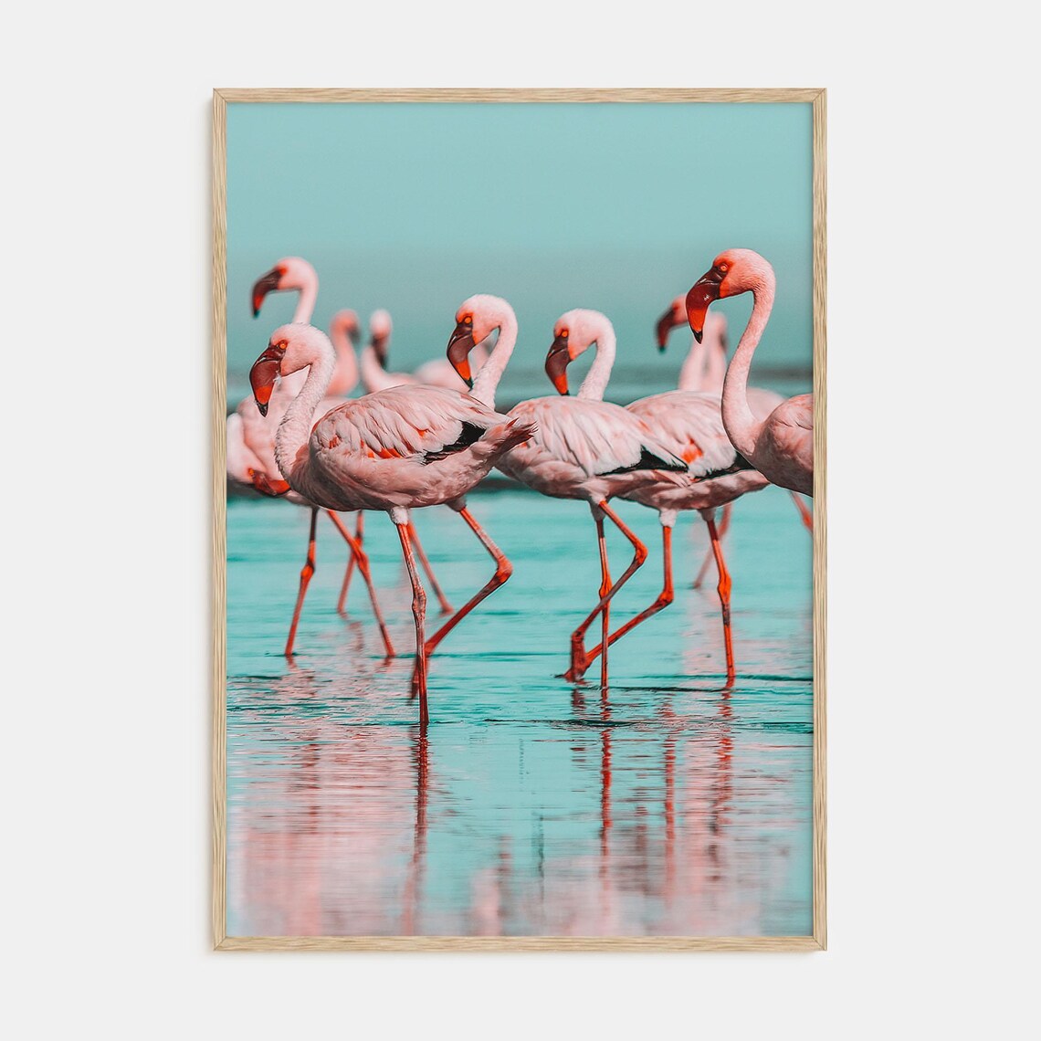 Flock of Pink Flamingos Wading Turquoise Water Photography Poster