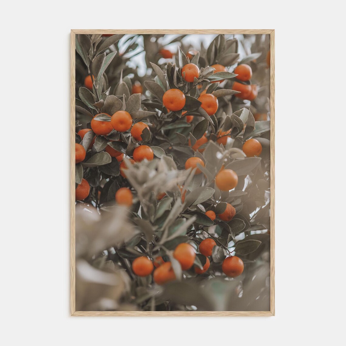 Close-Up of Ripe Oranges Hanging on Branches in a Sunny Grove Poster