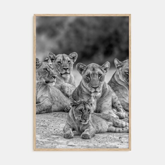 Black and White Photograph of a Lion Pride Resting Together Poster