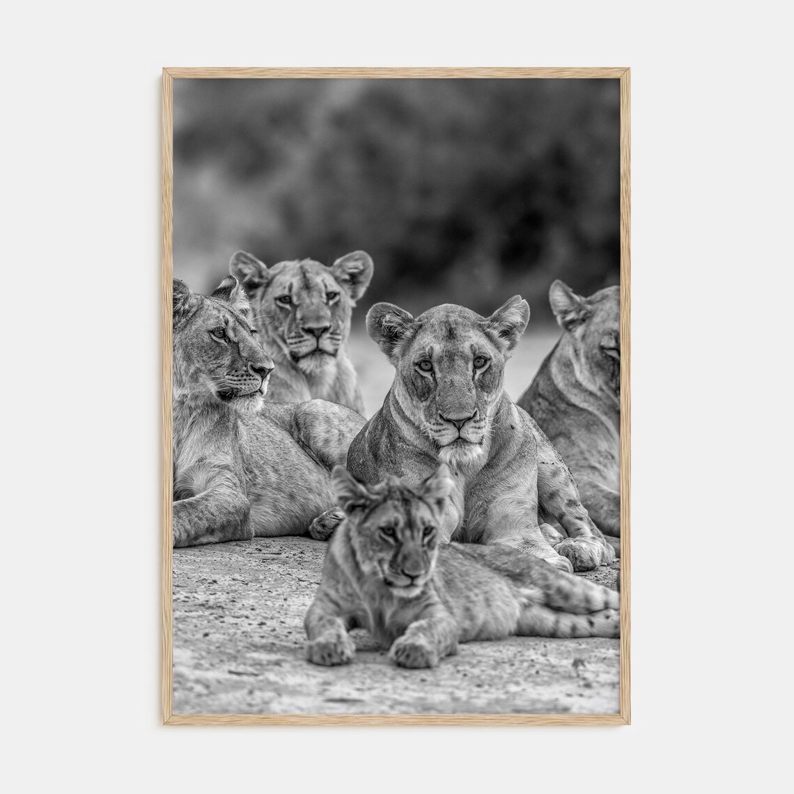 Black and White Photograph of a Lion Pride Resting Together Poster