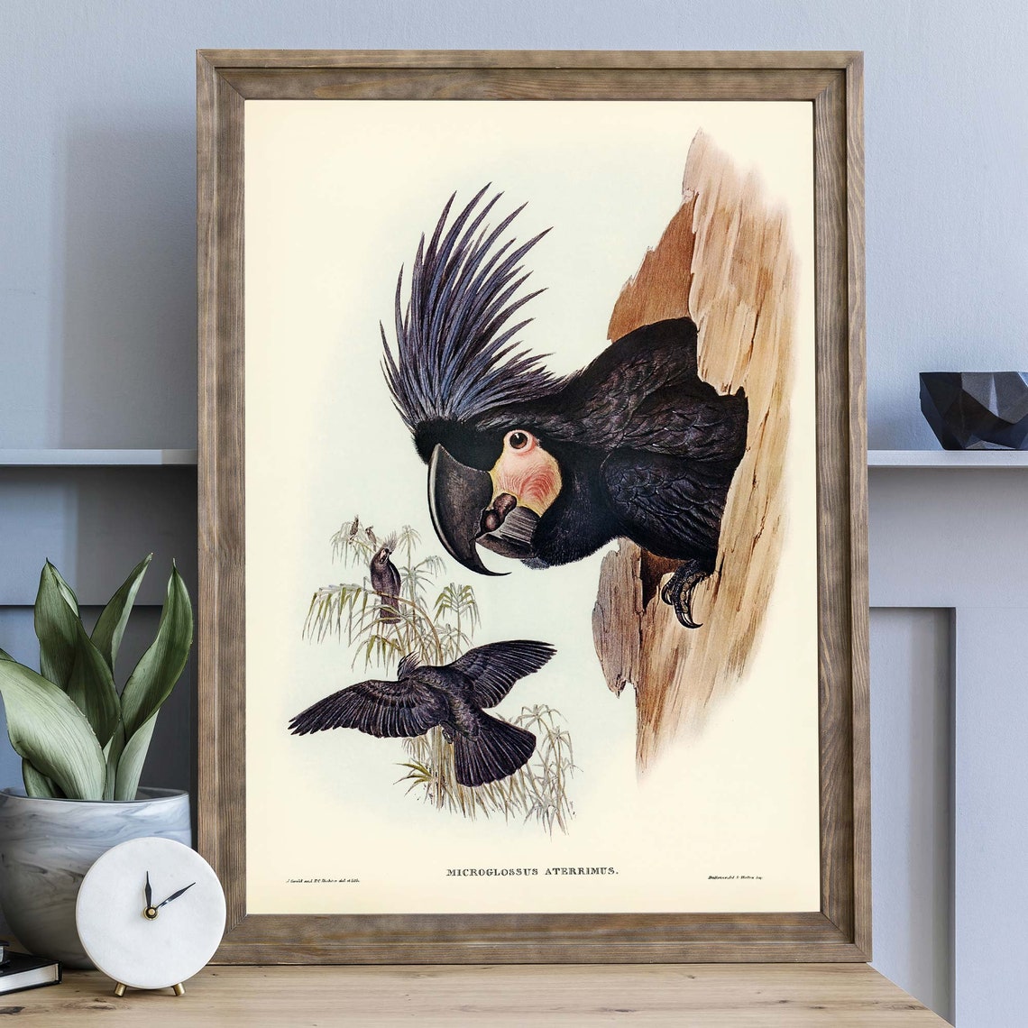 Palm Cockatoo John Gould Vintage Australian Bird Illustration Poster - Image 3