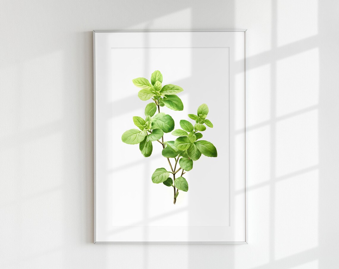 Vintage Oregano Herb Botanical Art Print
