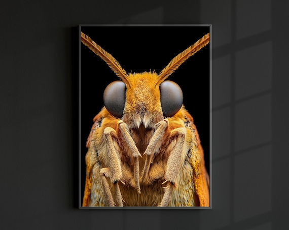Moth Photo Poster, Minimal Modern Insect Portrait