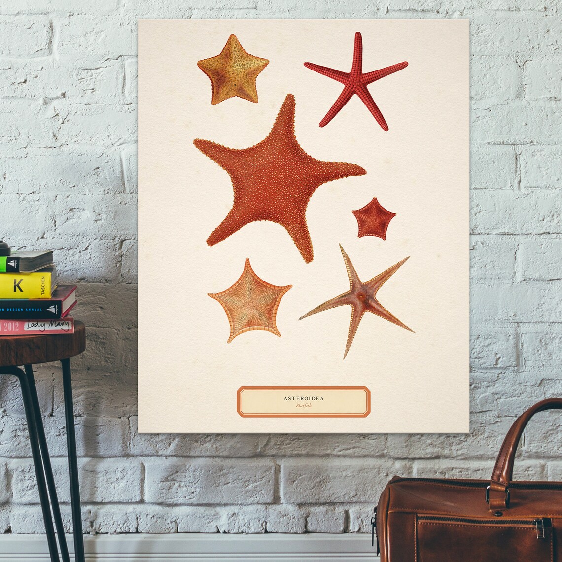 Vintage Starfish Antique Illustration 19th Century Starfish Wall Art - Image 2