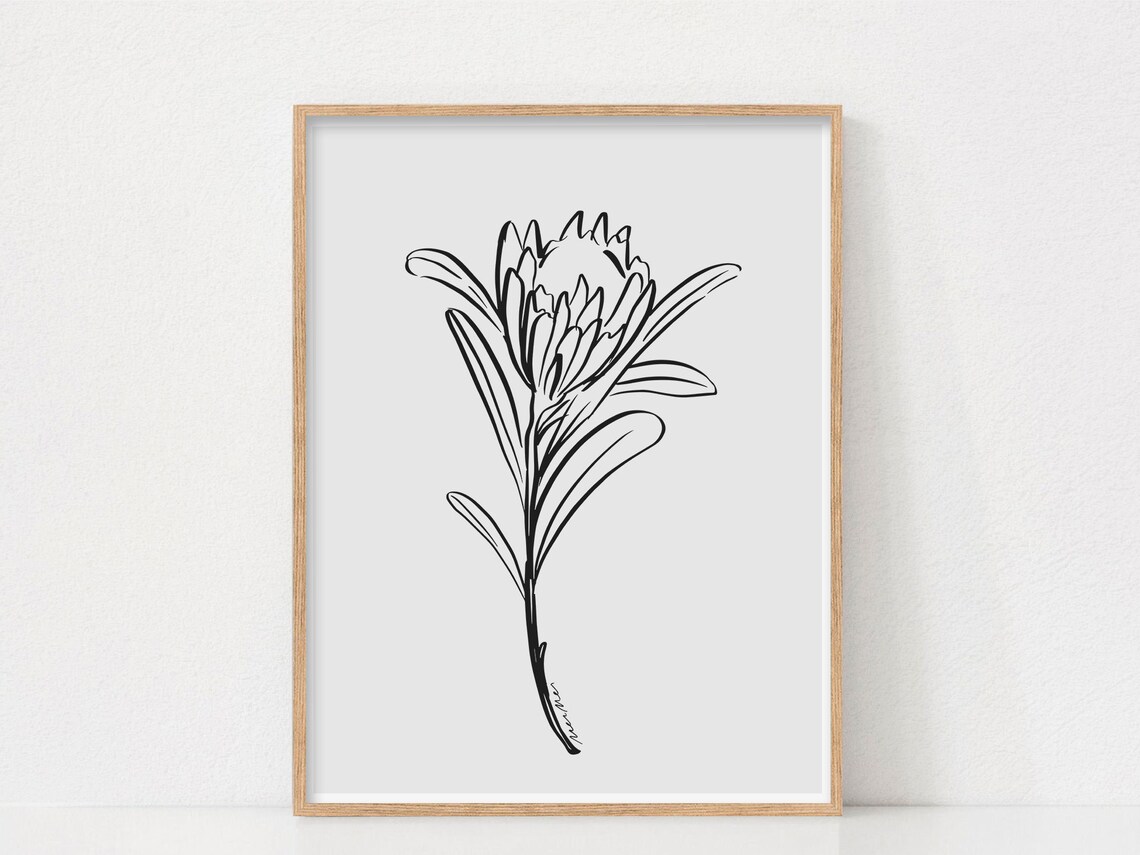 Protea Black And White Floral Line Art Print
