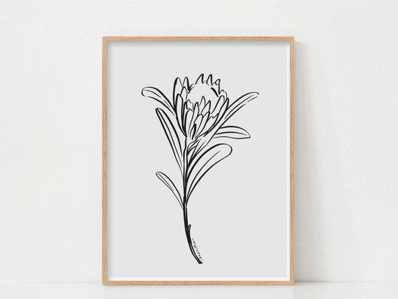 Protea Black And White Floral Line Art Print